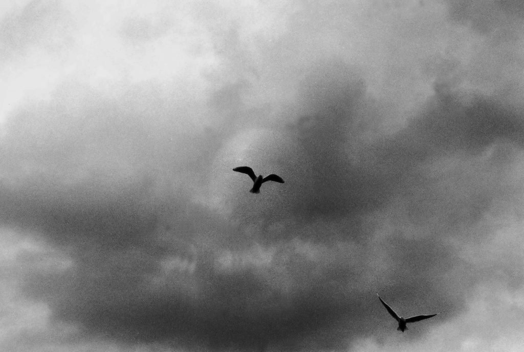 Bird Hunter 06